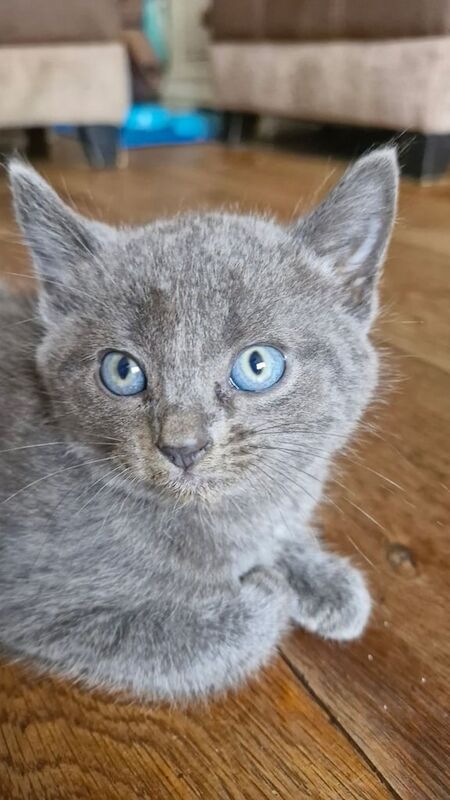Ragdoll kittens for sale in Etchingham, East Sussex – 8 weeks old