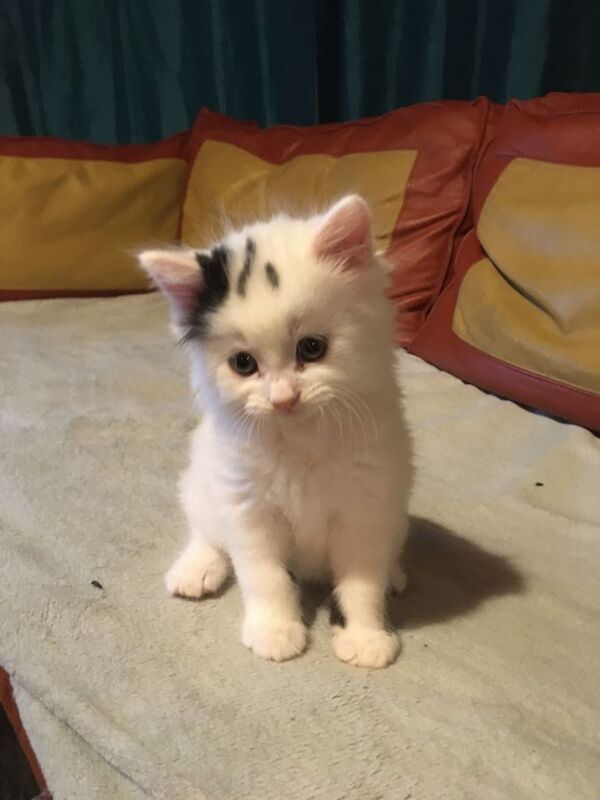 Ragdoll Kittens For Sale Under £300