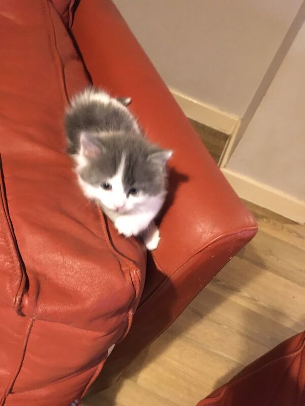 Ragdoll x British short hair - Image 2 of 3