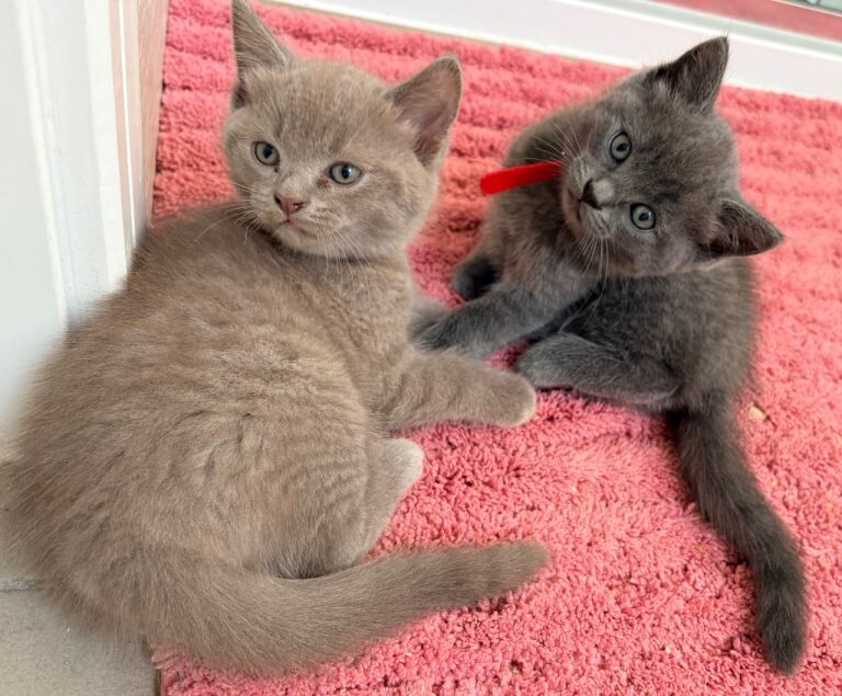 Ragdoll x British shorthair kittens