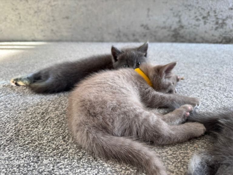 Ragdoll x British shorthair kittens - Image 2 of 6