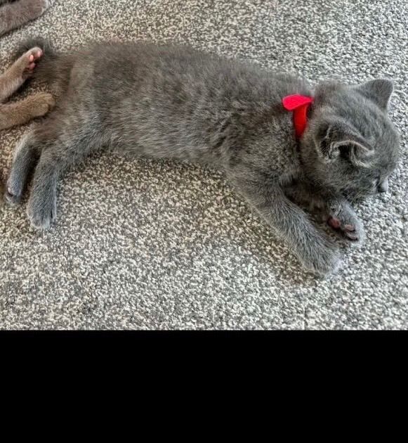 Ragdoll x British shorthair kittens - Image 3 of 6