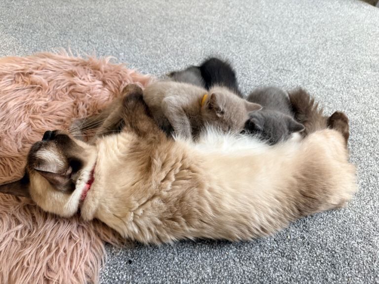 Ragdoll x British shorthair kittens - Image 4 of 6
