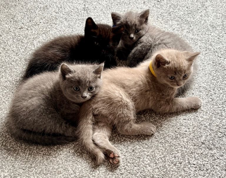 Ragdoll x British shorthair kittens - Image 5 of 6
