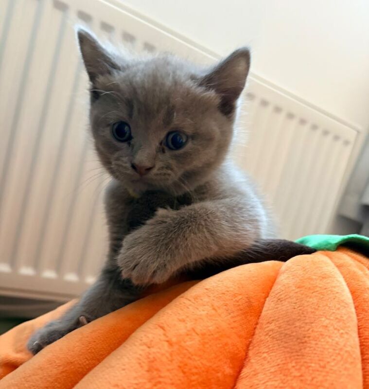 Ragdoll x British shorthair kittens - Image 6 of 6