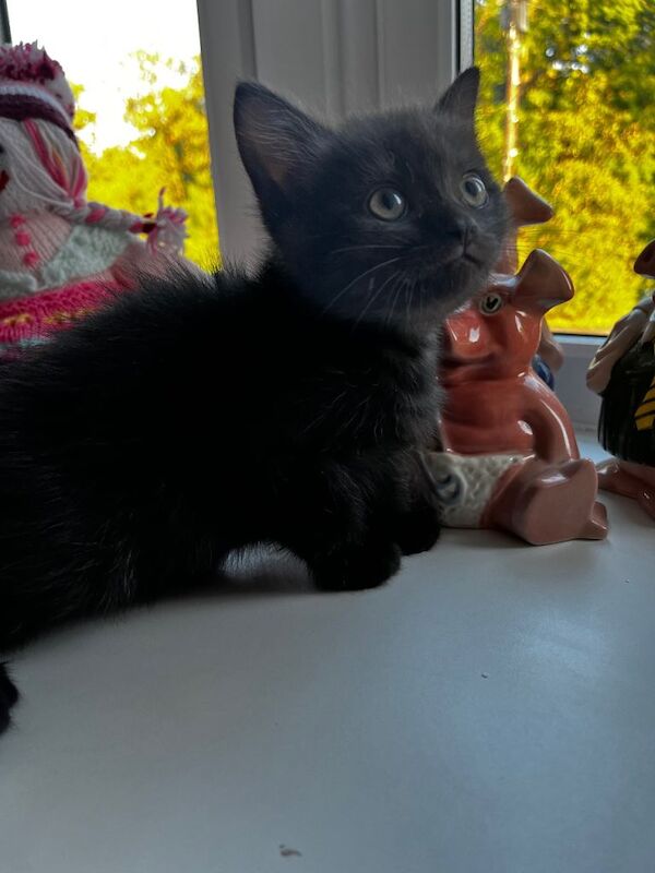Ragdoll Kittens For Sale Under £300
