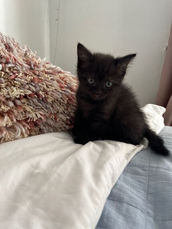 Ragdoll x BSH kitten - Image 3 of 4