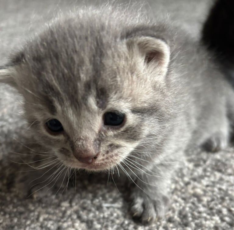 Ragdoll x bsh kittens for sale in Long Eaton, Derbyshire