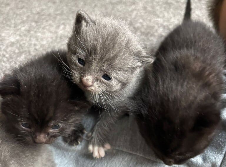 Ragdoll x bsh kittens for sale in Long Eaton, Derbyshire | Image 2