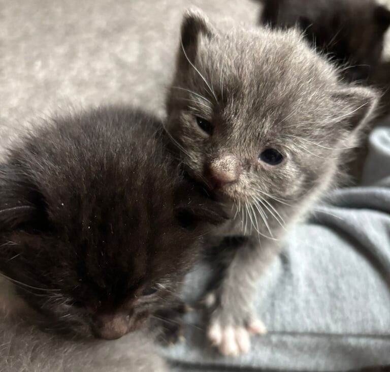 Ragdoll x bsh kittens for sale in Long Eaton, Derbyshire | Image 3