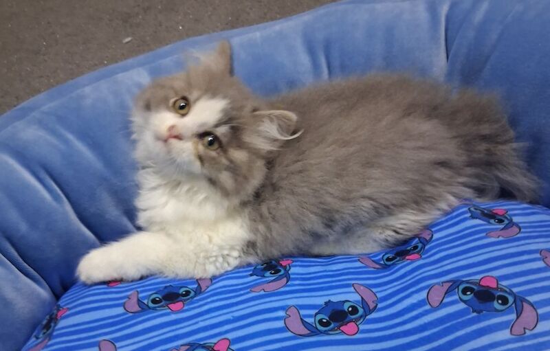 Ragdoll x BSH Kittens ready now