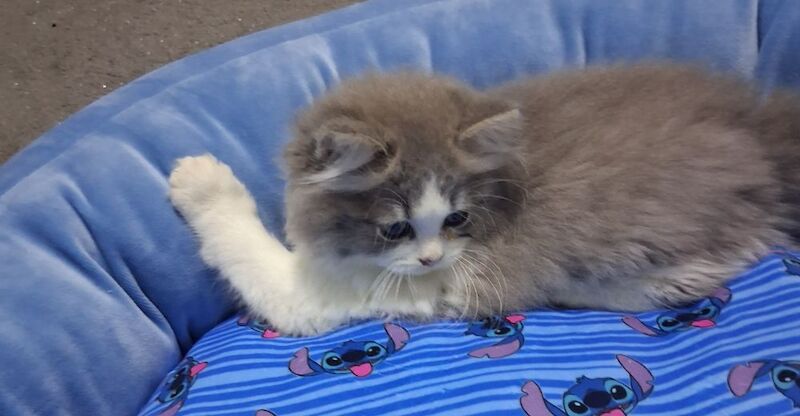 Ragdoll x BSH Kittens ready now - Image 2 of 9