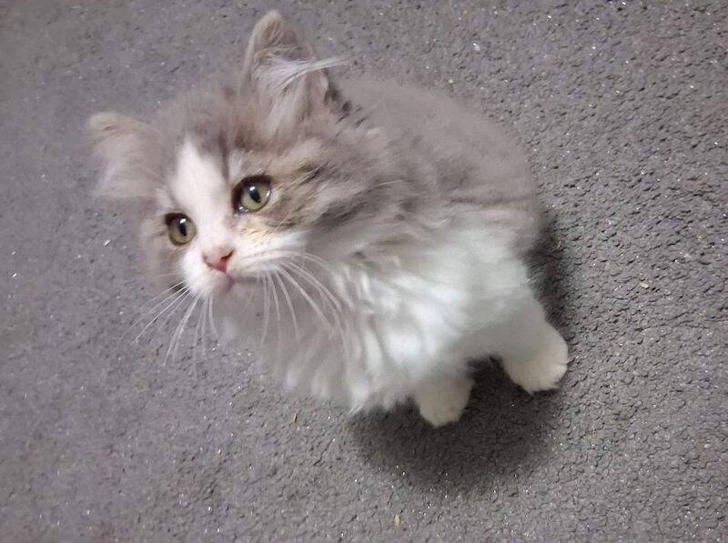 Ragdoll x BSH Kittens ready now - Image 3 of 9