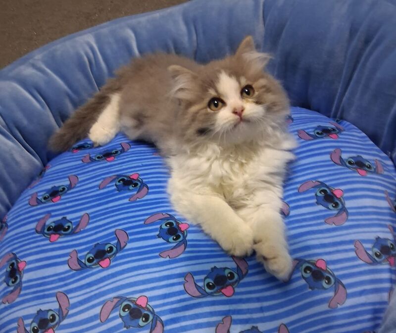 Ragdoll x BSH Kittens ready now - Image 4 of 9