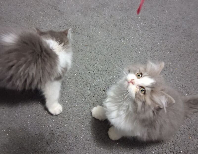 Ragdoll x BSH Kittens ready now - Image 5 of 9