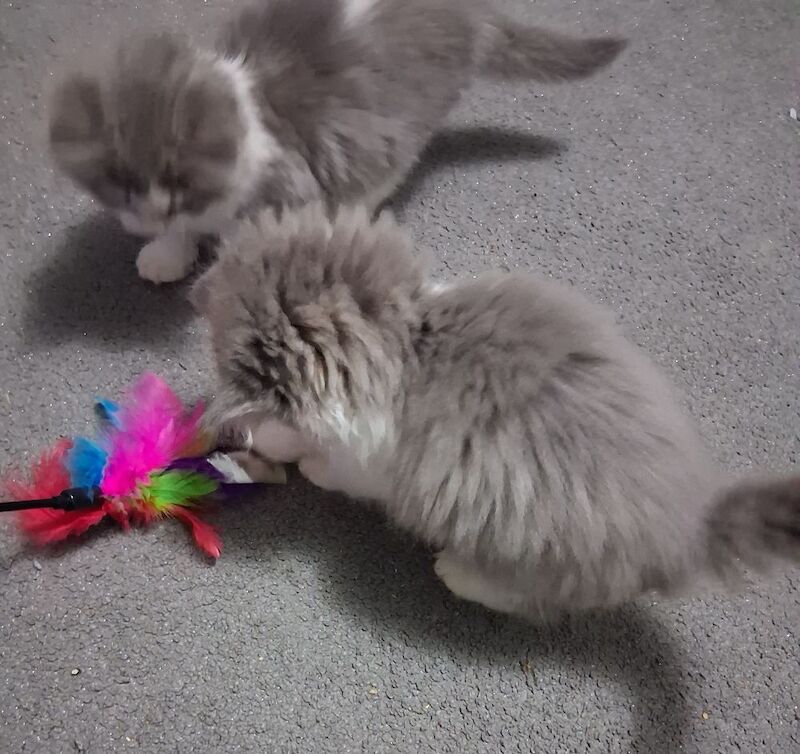 Ragdoll x BSH Kittens ready now - Image 6 of 9