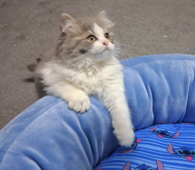 Ragdoll x BSH Kittens ready now - Image 7 of 9
