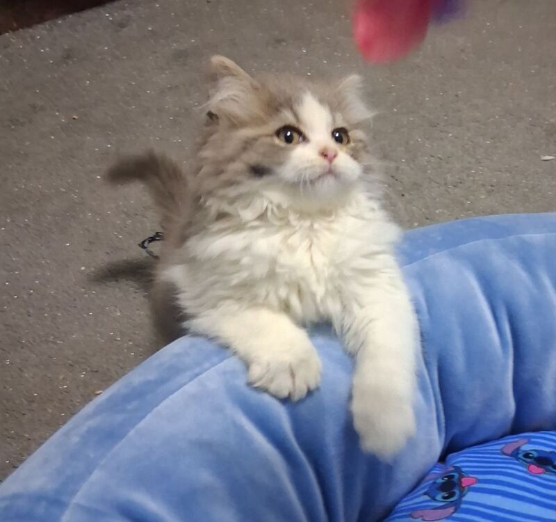 Ragdoll x BSH Kittens ready now - Image 8 of 9