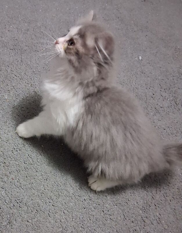 Ragdoll x BSH Kittens ready now - Image 9 of 9