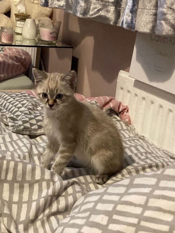 Ragdoll kittens for sale in Minster, Kent – 10 weeks old