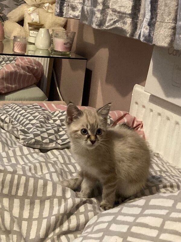 Ragdoll kittens for sale in Minster, Kent – 10 weeks old - Image 2 of 6