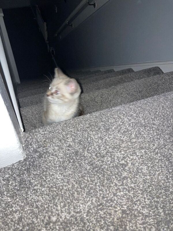 Ragdoll kittens for sale in Minster, Kent – 10 weeks old - Image 3 of 6