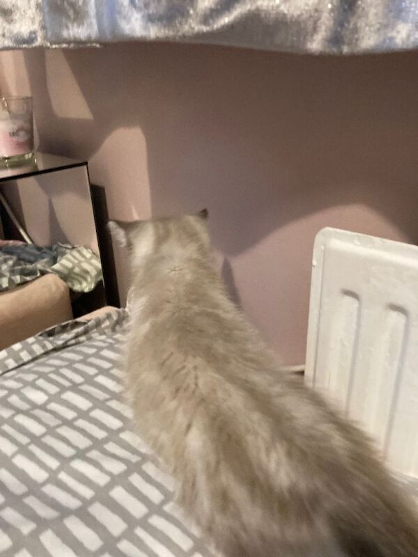 Ragdoll kittens for sale in Minster, Kent – 10 weeks old - Image 6 of 6