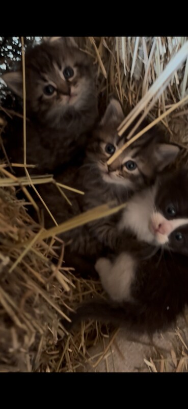 Ragdoll X cross kittens available now