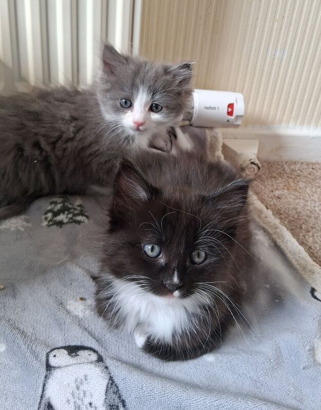 Ragdoll X Kittens for sale in Cumbernauld, Dunbartonshire