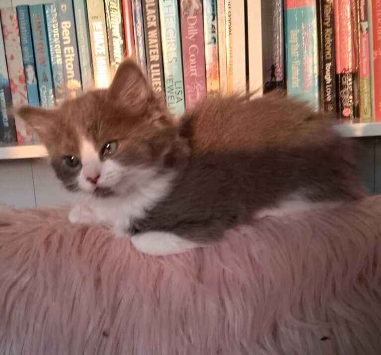 Ragdoll X Kittens for sale in Cumbernauld, Dunbartonshire | Image 3