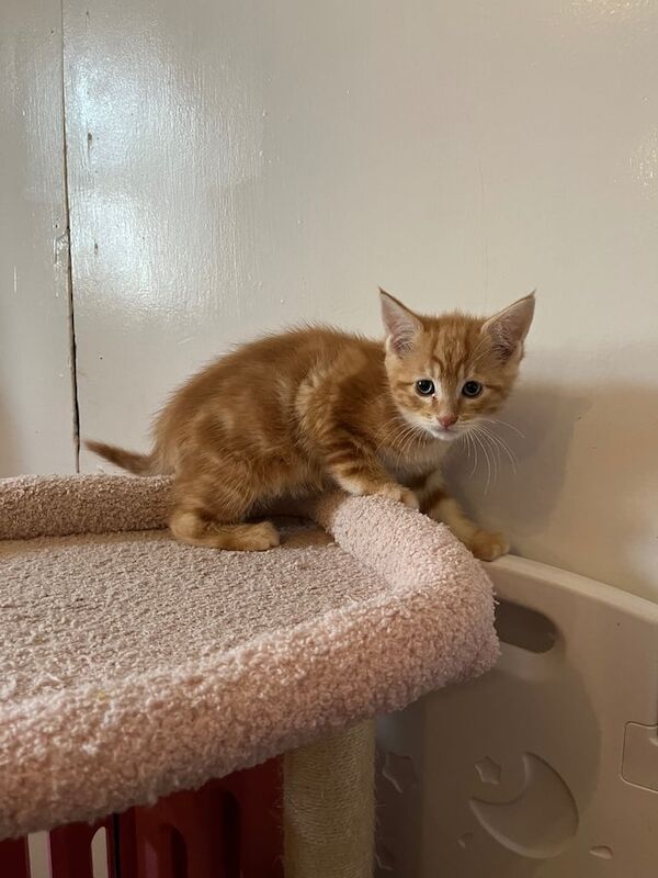 Ragdoll X Kittens for sale in Eaglesham, Renfrewshire