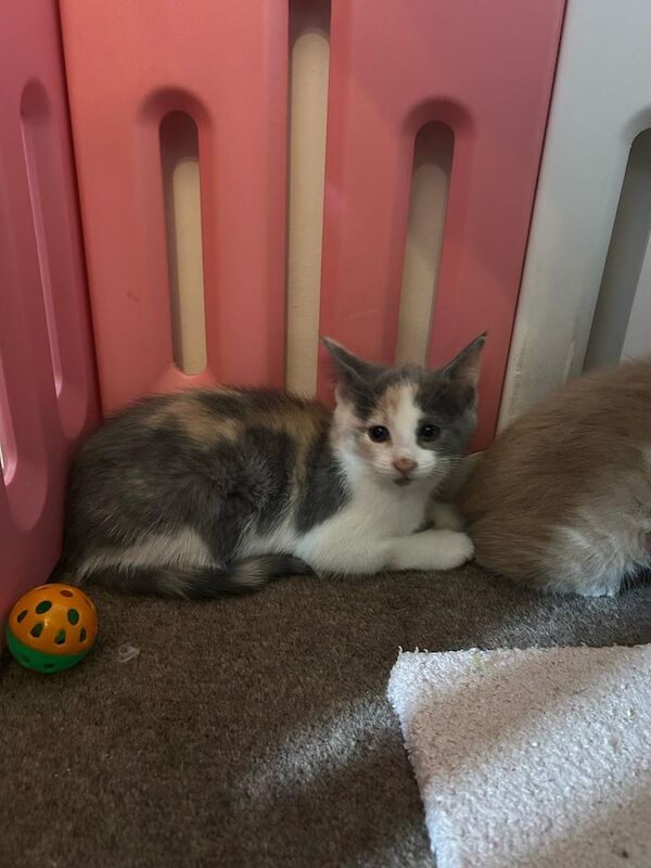 Ragdoll X Kittens for sale in Eaglesham, Renfrewshire | Image 2