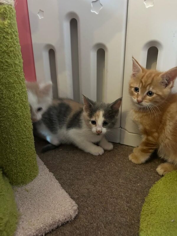 Ragdoll X Kittens for sale in Eaglesham, Renfrewshire | Image 3