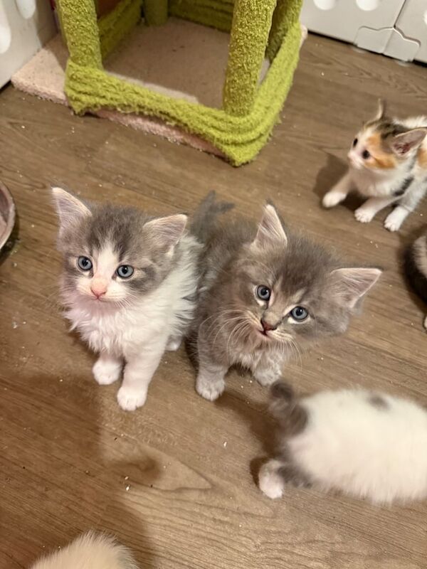 Ragdoll kittens for sale in Eaglesham, Renfrewshire – 7 weeks old