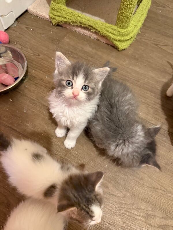 Ragdoll kittens for sale in Eaglesham, Renfrewshire – 7 weeks old - Image 2 of 3