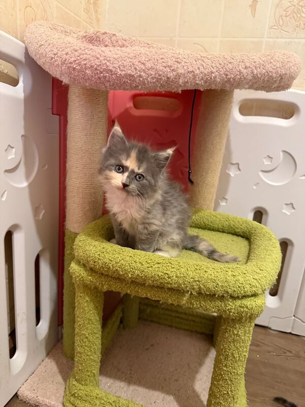 Ragdoll kittens for sale in Eaglesham, Renfrewshire – 7 weeks old - Image 3 of 3