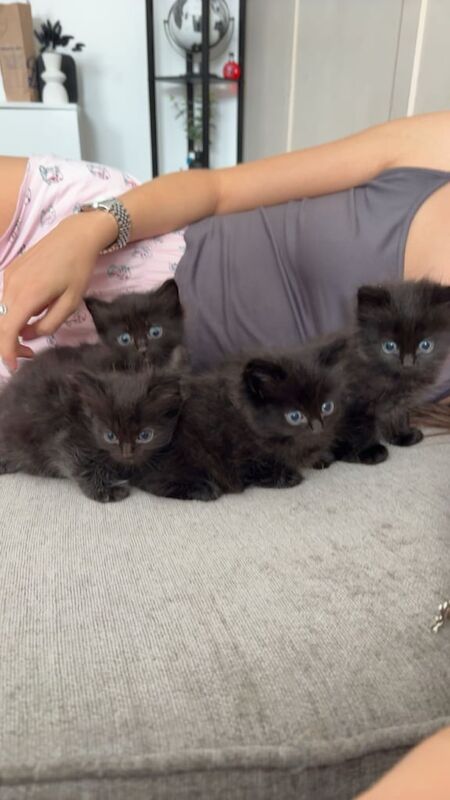 Ragdoll kittens for sale in Dundee, City of Dundee – 6 weeks old