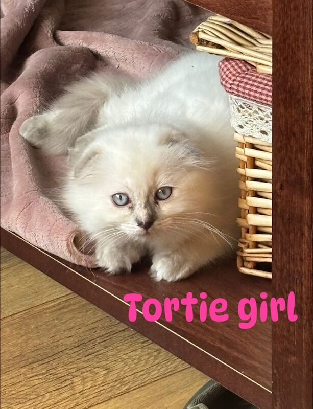 Ragdoll kittens for sale in Clydebank, Dunbartonshire – 11 weeks old