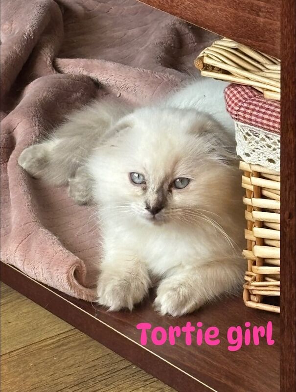 Ragdoll kittens for sale in Clydebank, Dunbartonshire – 11 weeks old - Image 2 of 3