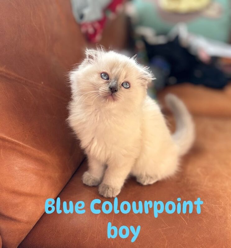 Ragdoll kittens for sale in Clydebank, Dunbartonshire – 11 weeks old - Image 3 of 3