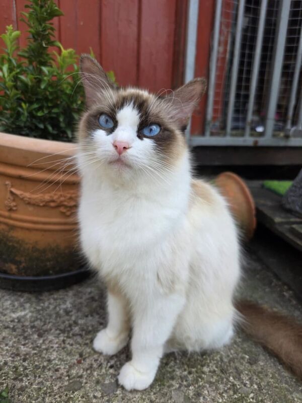 Ragdoll kittens for sale in Lisnaskea, County Fermanagh – 9 weeks old