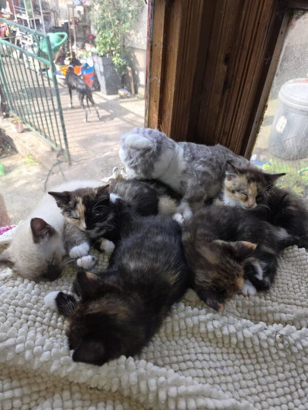 Ragdoll kittens for sale in Lisnaskea, County Fermanagh – 9 weeks old - Image 3 of 3