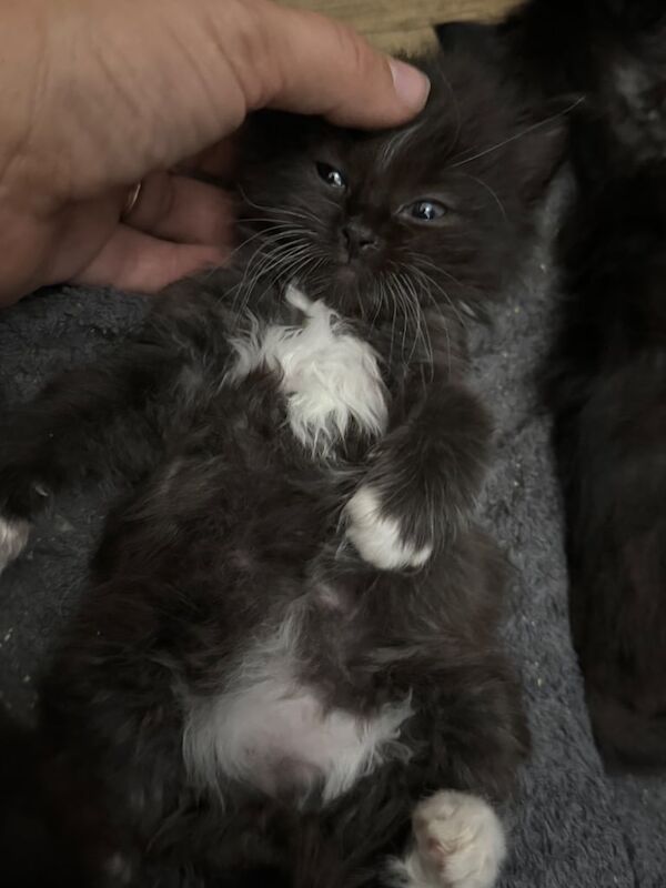 Ragdoll kittens for sale in Perth, Perth and Kinross – 4 weeks old