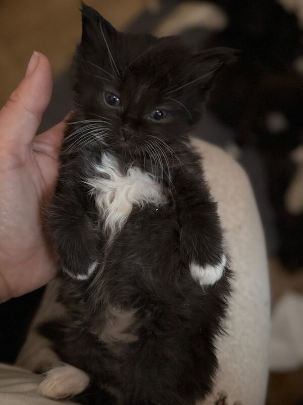 Ragdoll kittens for sale in Perth, Perth and Kinross – 4 weeks old - Image 2 of 3