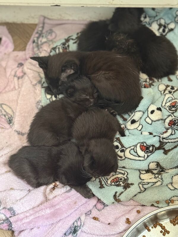 Ragdoll kittens for sale in Perth, Perth and Kinross – 4 weeks old - Image 3 of 3