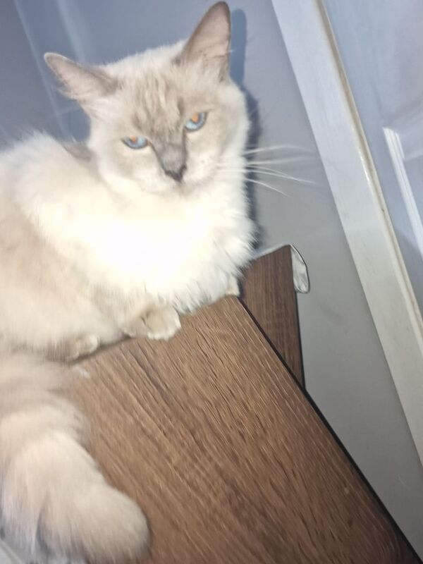 Ragdoll kittens for sale in Kirkcaldy, Fife – 10 weeks old