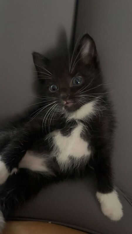 Ragdoll kittens for sale in Kirkcaldy, Fife – 10 weeks old - Image 3 of 3