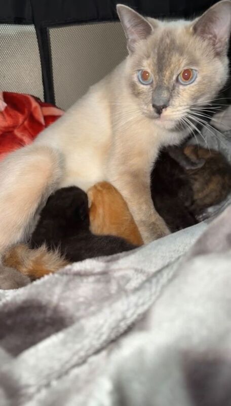 Ragdoll kittens for sale in Newcraighall, City of Edinburgh – 2 weeks old
