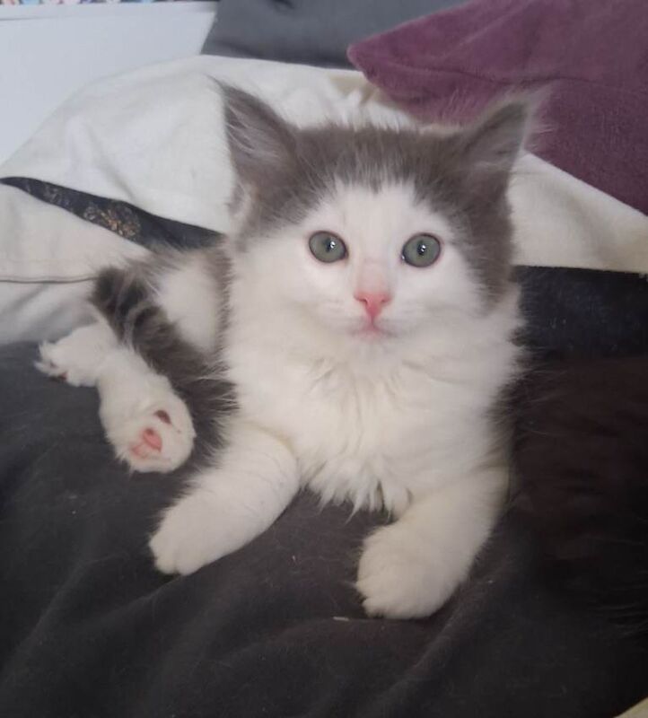 Ragdoll Kittens For Sale