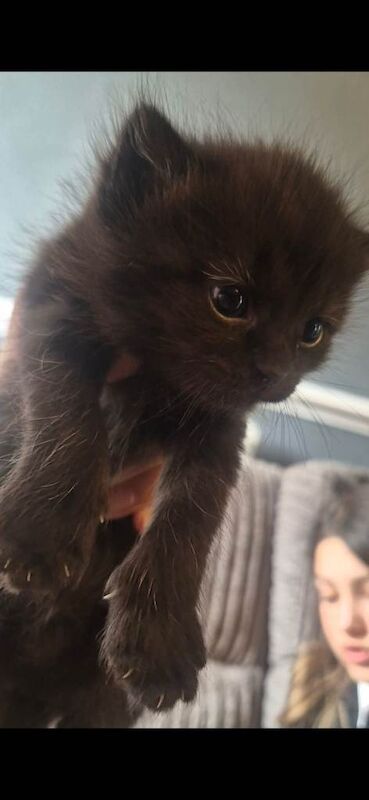 Ragdoll Kittens For Sale